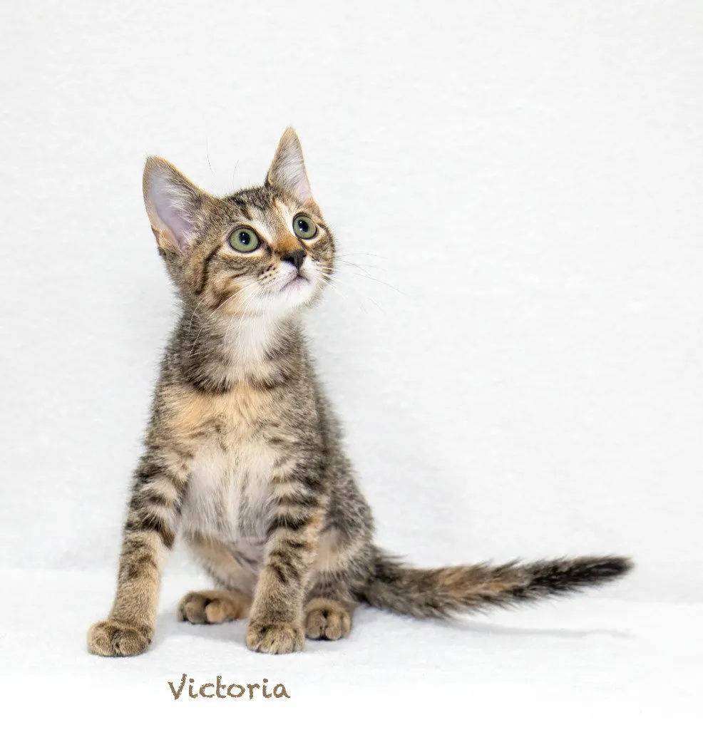 Victoria - Photo 1