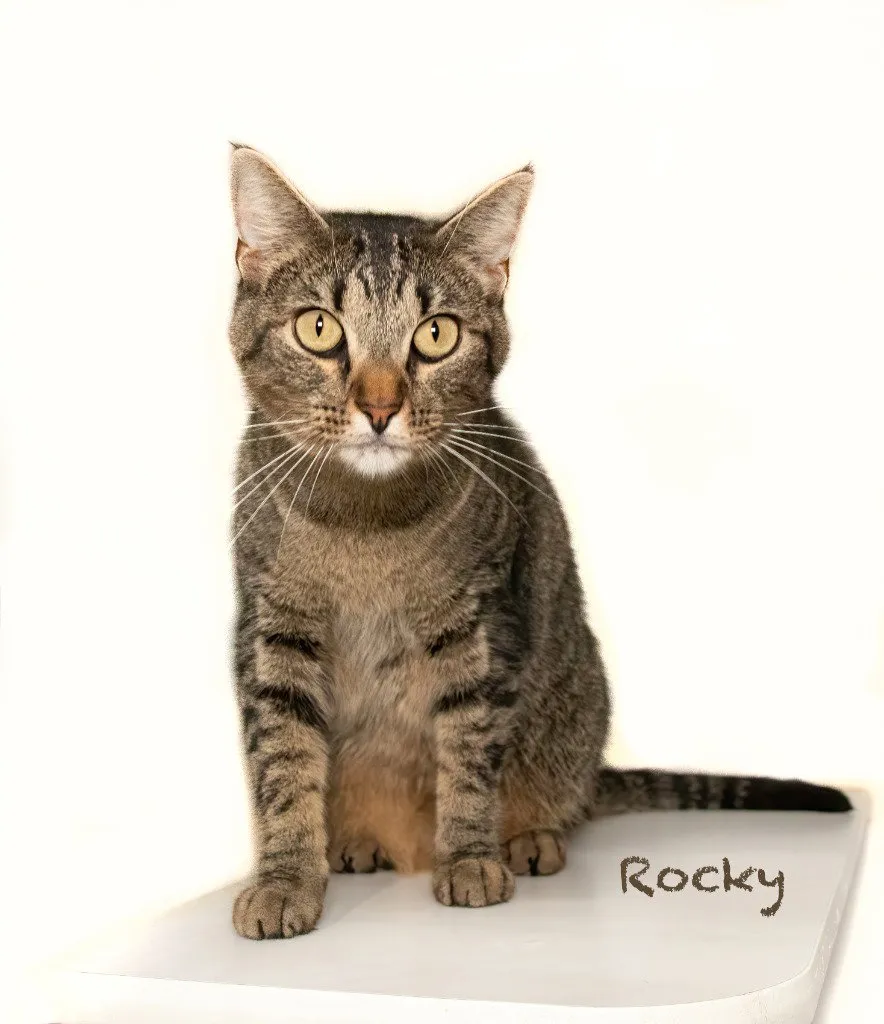 Rocky - Photo 1