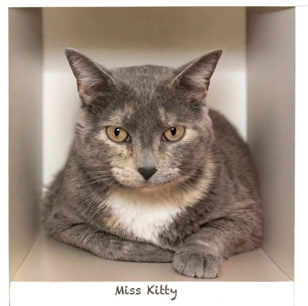 Miss Kitty - Photo 1