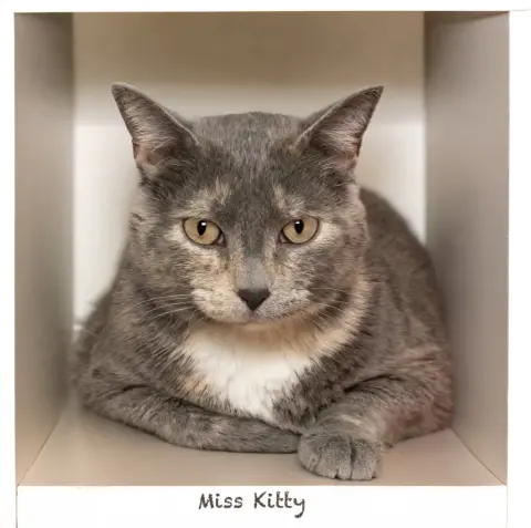 Miss Kitty