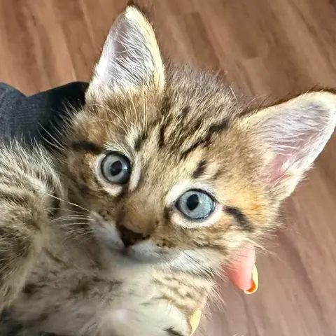 Odysseus
