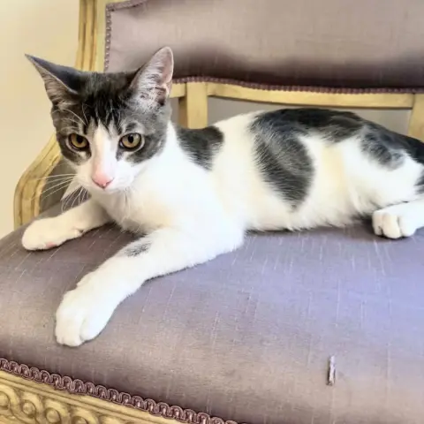 Gizmo