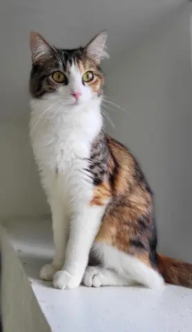 Lucille