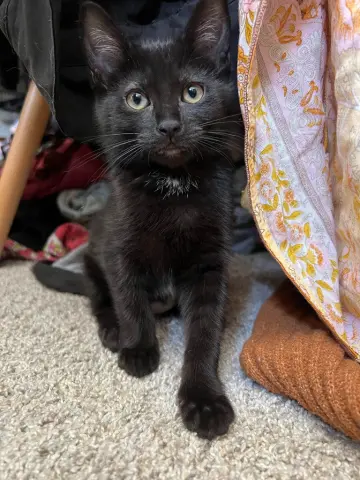 Sam