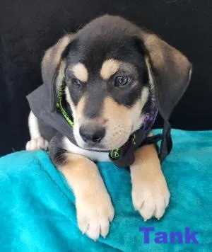 Tank - Photo 1