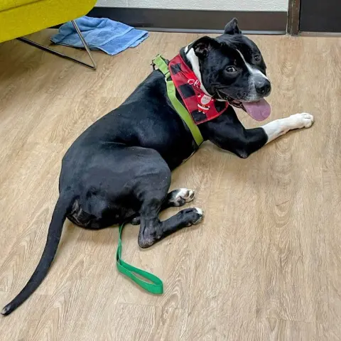 Sebastian thumbnail 3