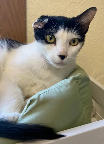 Baby Kitty