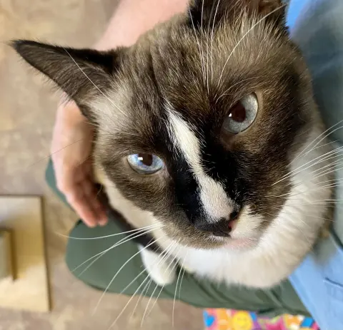 Olaf
