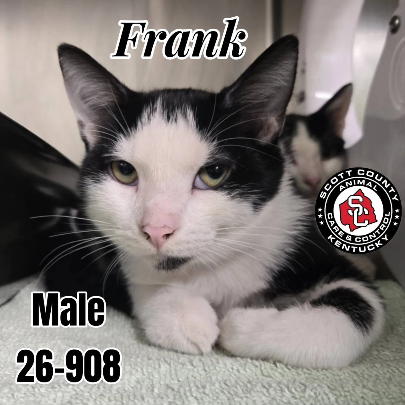 Frank - Photo 1
