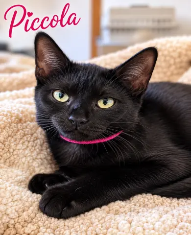 Piccola