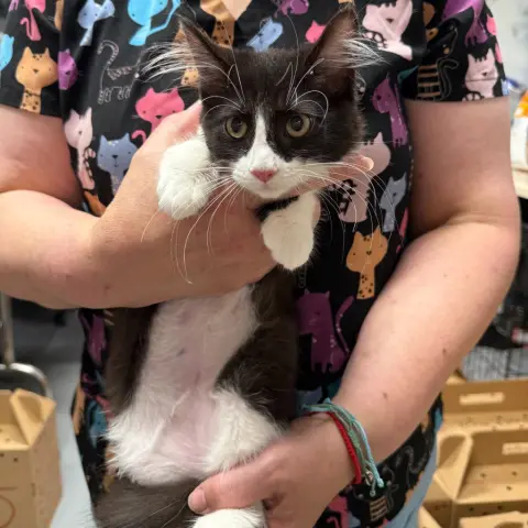 Jiggly Puff