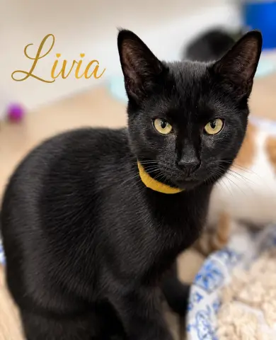 Livia