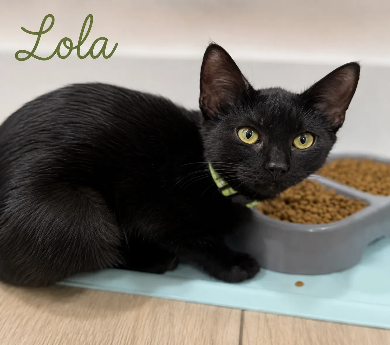 Lola - Photo 1