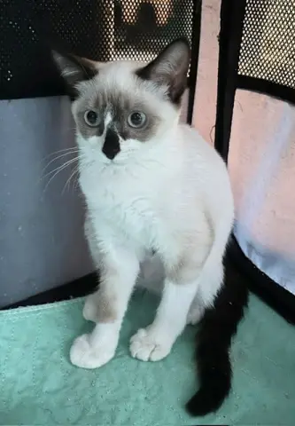 Bombay