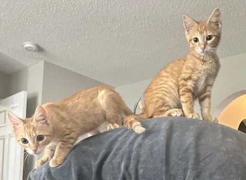 Clementine & Arika