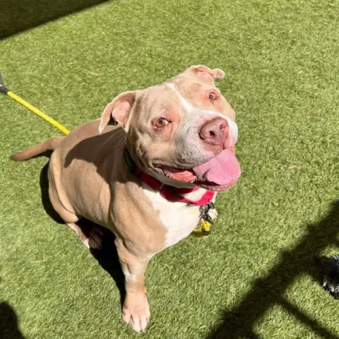 Nala