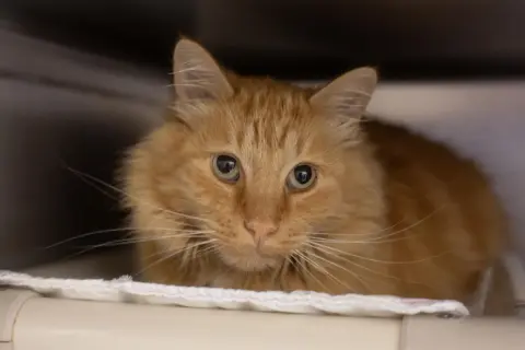 Charlie