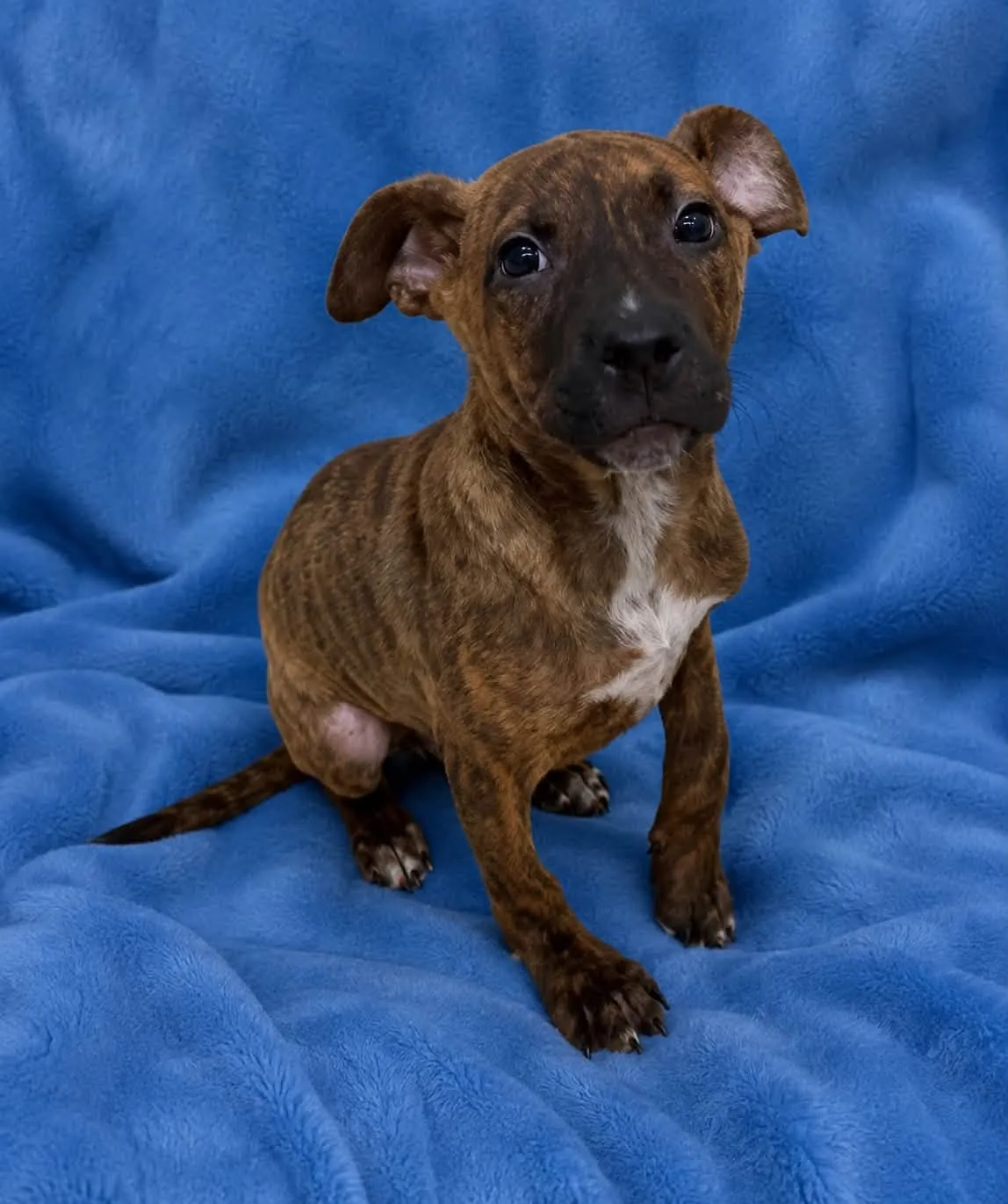 Chip - Photo 1