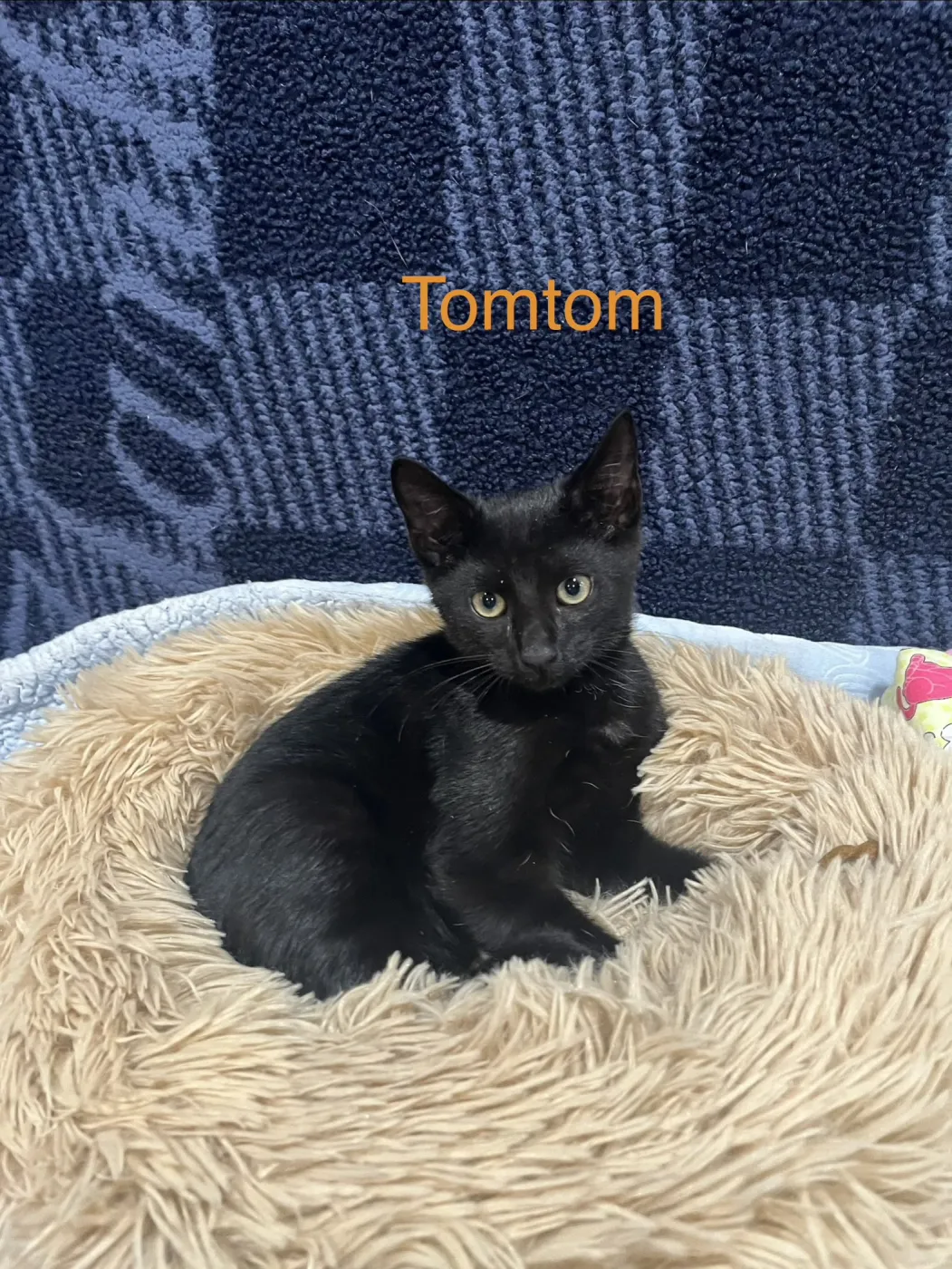 Tom Tom - Photo 1