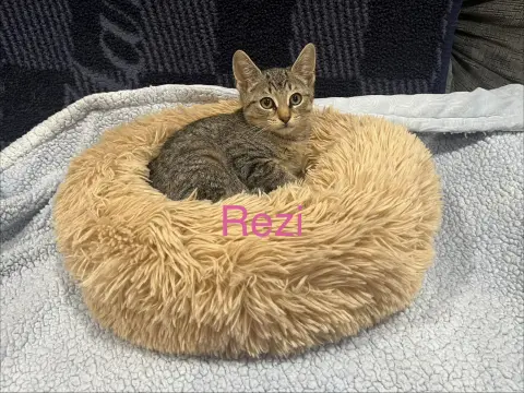 Rezi