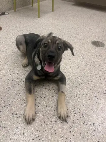 Nova