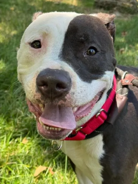 Tyson - Photo 1