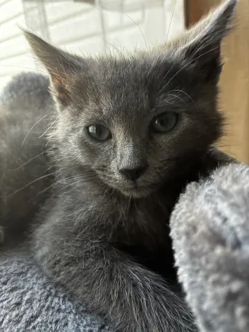 Houdini