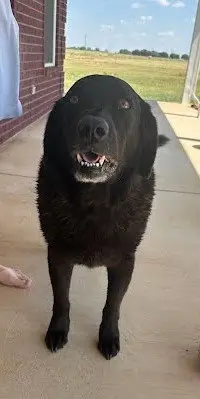 Bubba