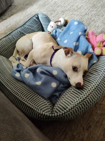Spud