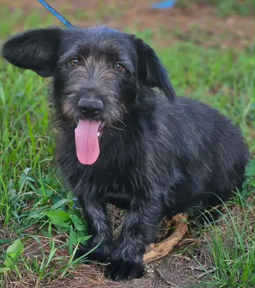 Bertie - Photo 1