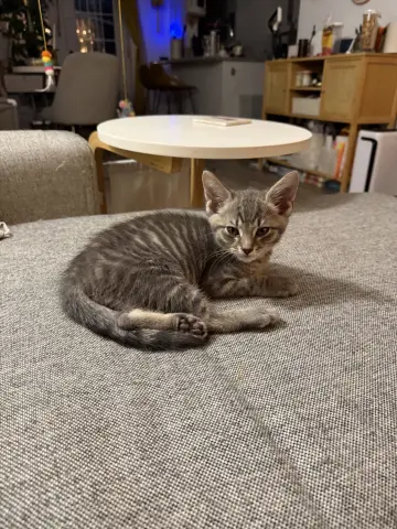 General Toebeans