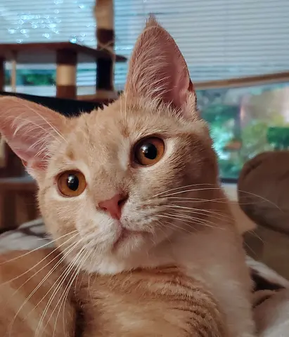 Kovu