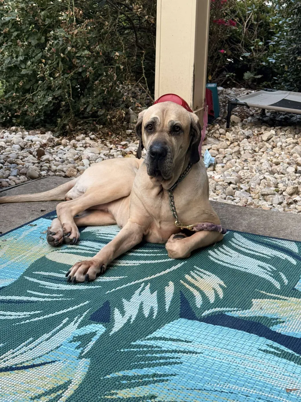 Zuri - Photo 1