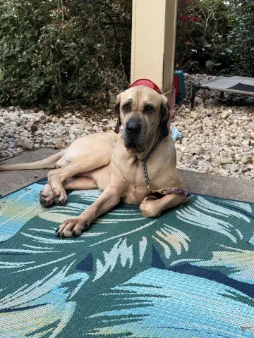 Zuri