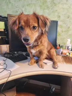 Rusty