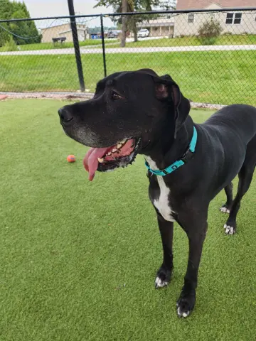 Tank
