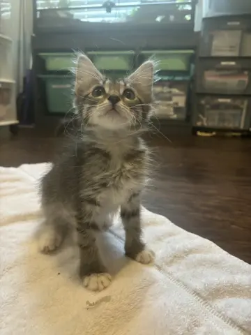 Electra