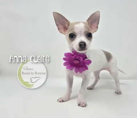 Anna Claire
