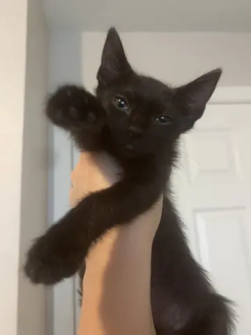 Shadow