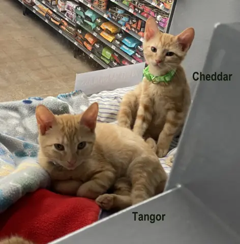Cheddar