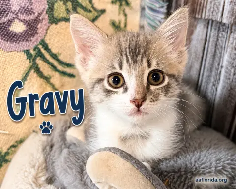 Gravy