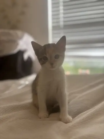 Kai