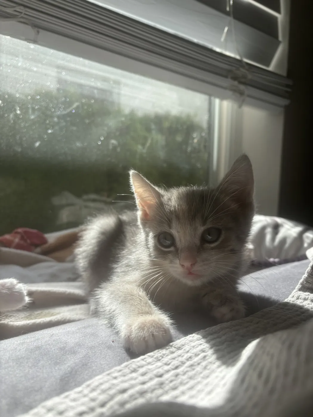Zuma - Photo 1