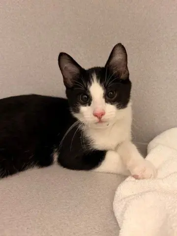 Milo