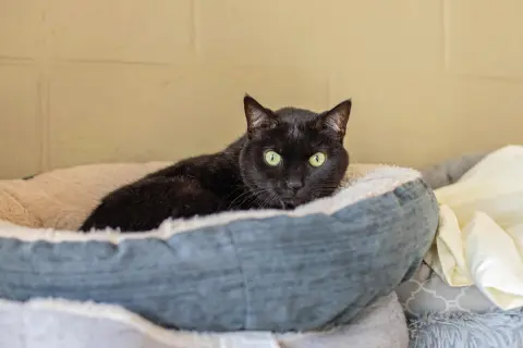 Paka