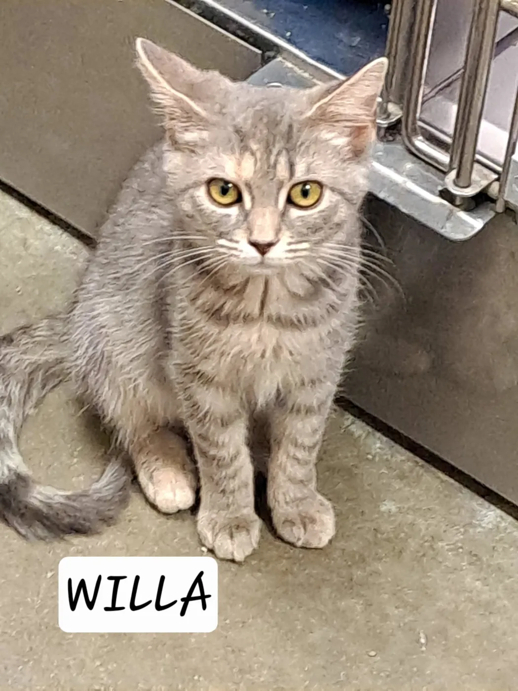 Willa - Photo 1