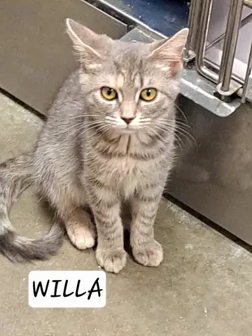Willa