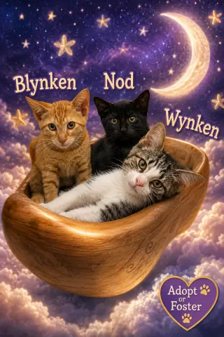 Wynken