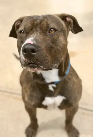 Ares