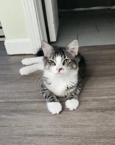 Stella